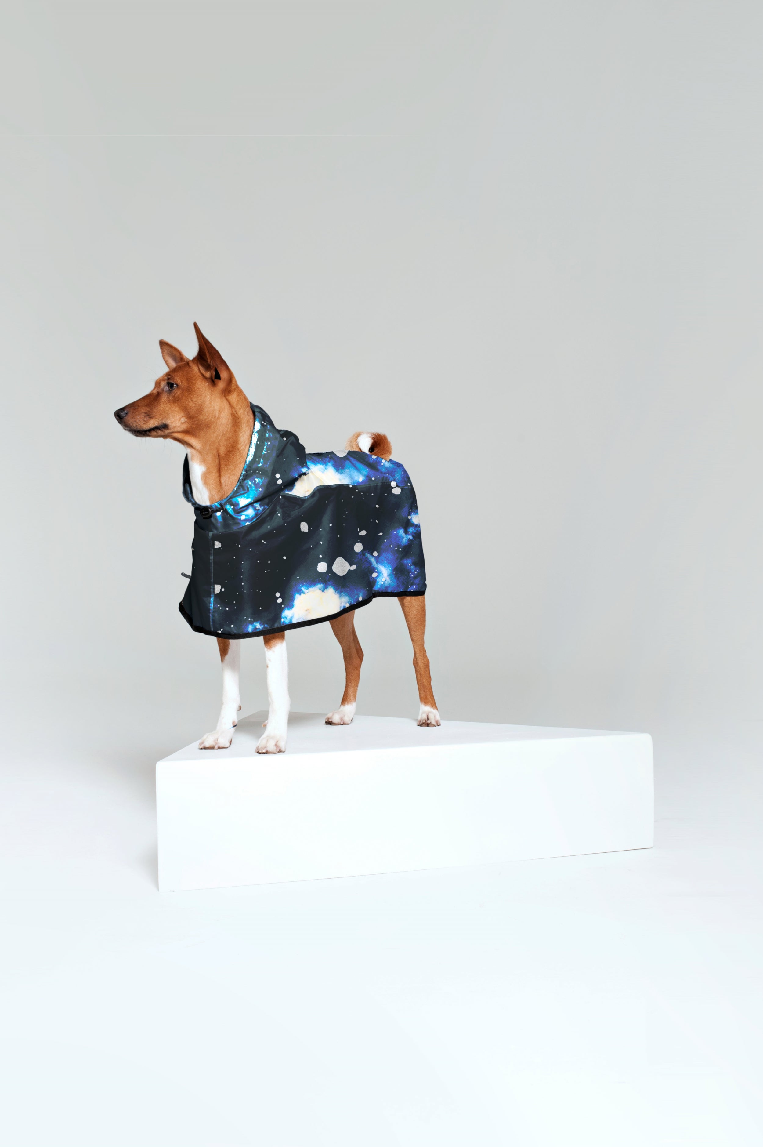 Image of Starry Night - Dog Poncho